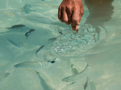 海岸旅游结晶的以赤手空拳在透明海钓鱼图片