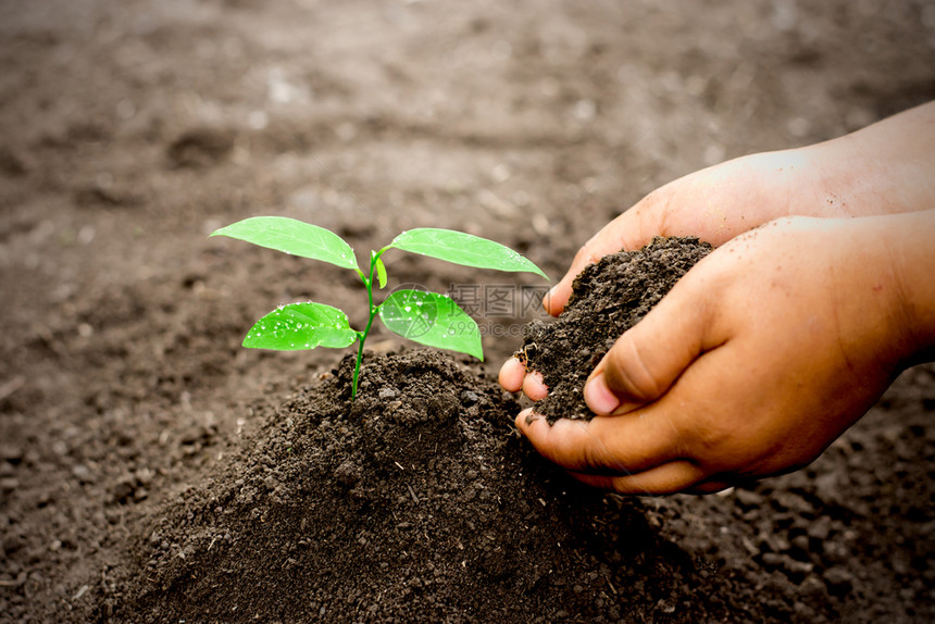 黄色的发芽两个孩子双手在肥沃土壤中植树苗生态概念新的图片