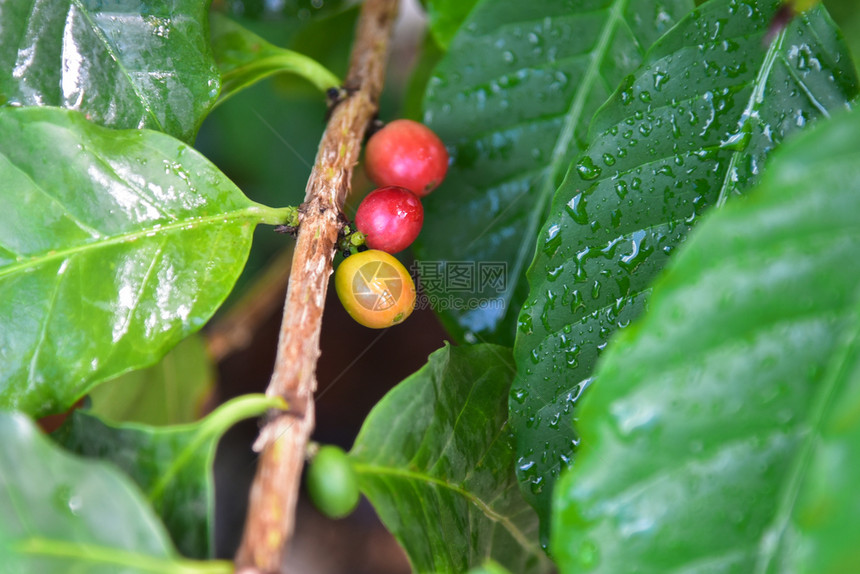 树枝上新鲜的咖啡豆图片