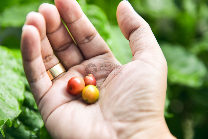 刚采摘下来的咖啡豆图片