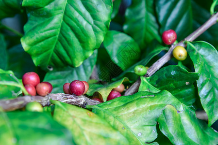红色咖啡豆树枝上新鲜的浆果背景
