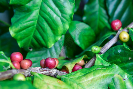 种植咖啡豆图片