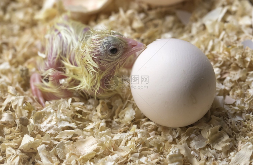 新生小鸡在等她弟生活新的婴儿图片