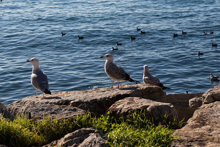 动物海鸥在岩石上海水边的岩石上朋友们钓鱼图片