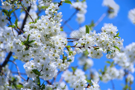 盛开的樱花树白春天盛开的樱花树春天树白春天绿色五月花香气图片