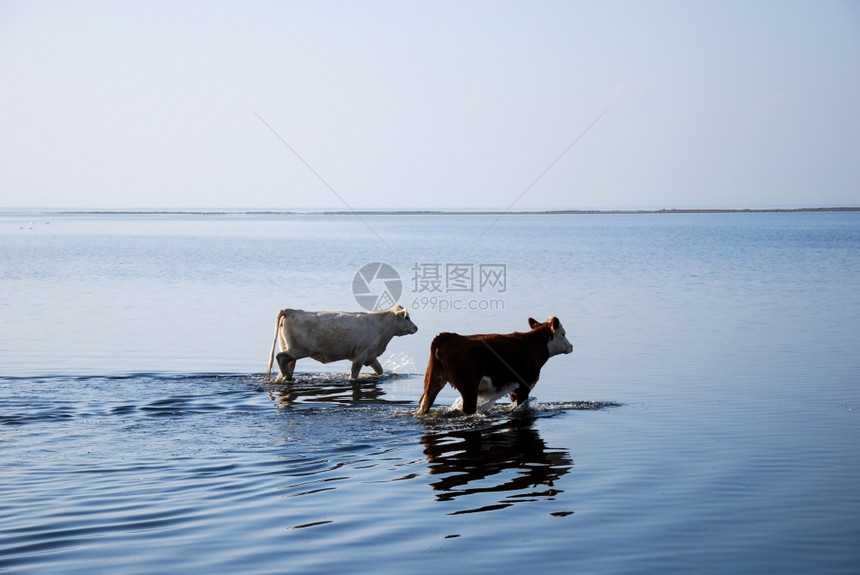 一种反射两头年轻的奶牛在水中走瑞典海滩边的图片