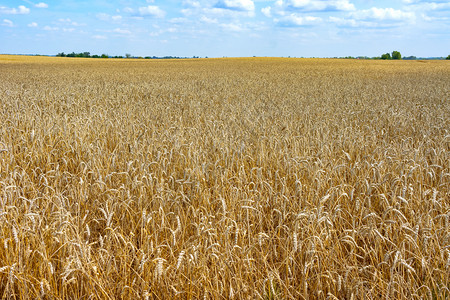 种子稻草成熟的耳朵在田里成熟的麦耳朵阳光图片
