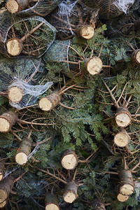 树木复制圣诞堆和网中可出售的圣诞树包装高清图片