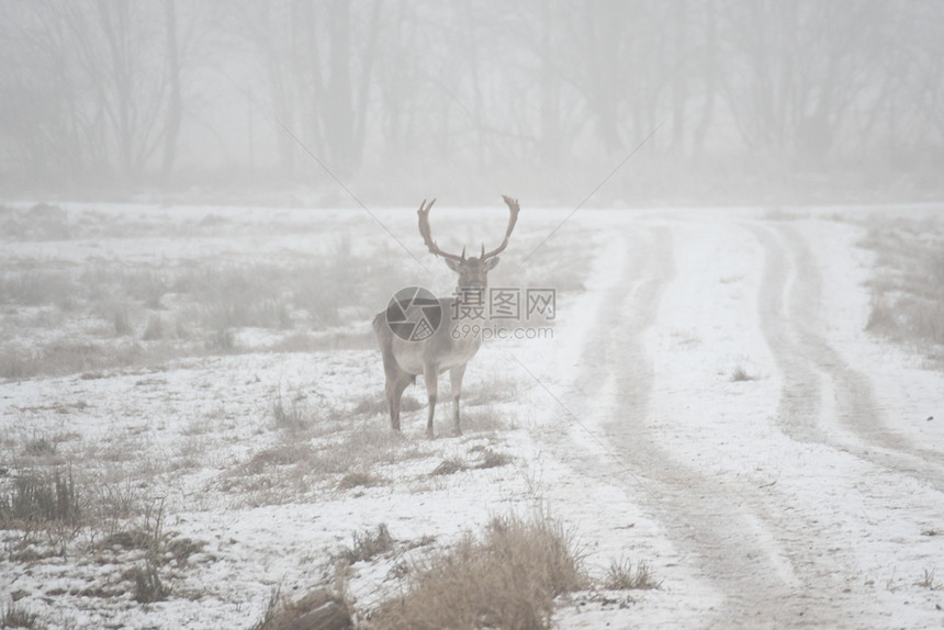 低关键图像在寒冷的冬日漫步一群落水鹿DamaDamadama群白色音调中雪休耕美丽的图片