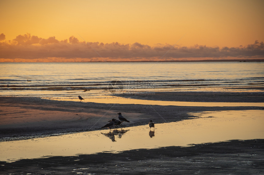 自然橙蓝色的日落时在波罗的海冰冻滩上行走的一群蒙面乌鸦图片
