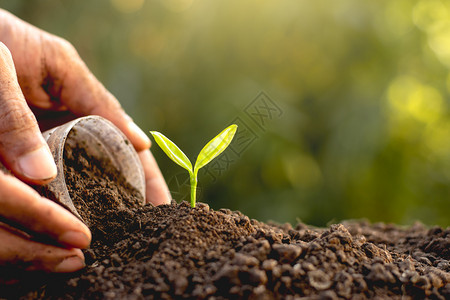 绿色剩下园艺种植在肥沃的土壤中播种幼苗而农夫的手正在倒灌土壤图片