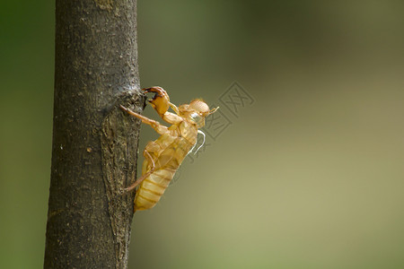 一种泰国树枝上的仙宫贝壳动物图片