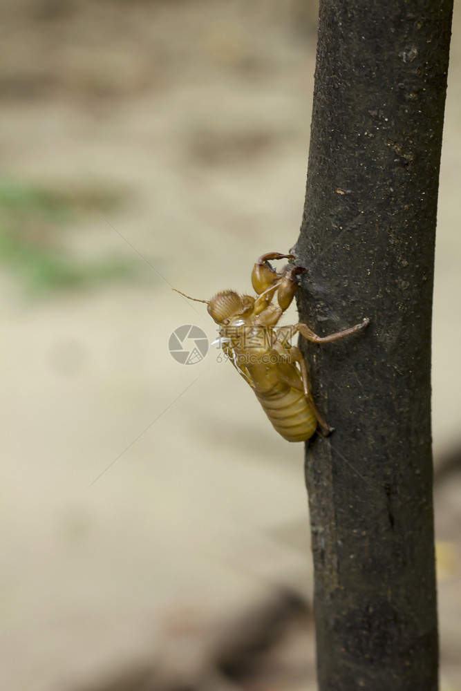 动物群树枝上的仙宫贝壳蚱蜢质地图片