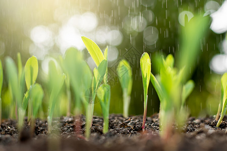 雨水哺育幼苗生态种子树苗玉米从丰富的土壤中生长而雨水在滴落阳光清晨照耀掌声背景