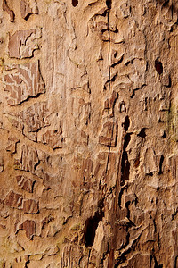 过程以昆虫树皮枝为手段销毁木松自然图片