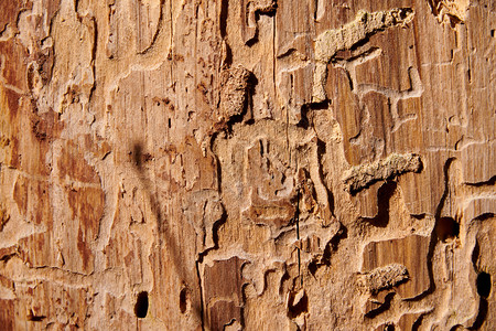 以昆虫树皮枝为手段销毁木抽象的硬损坏高清图片