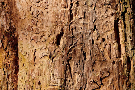森林质地木头以昆虫树皮枝为手段销毁木高清图片