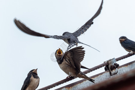成人拱年燕子HirundoRastica喂养屋顶上幼小的燕子迁徙背景图片