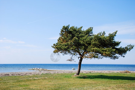 蓝色的乡村木头在西德群岛奥兰海岸边的孤松树图片
