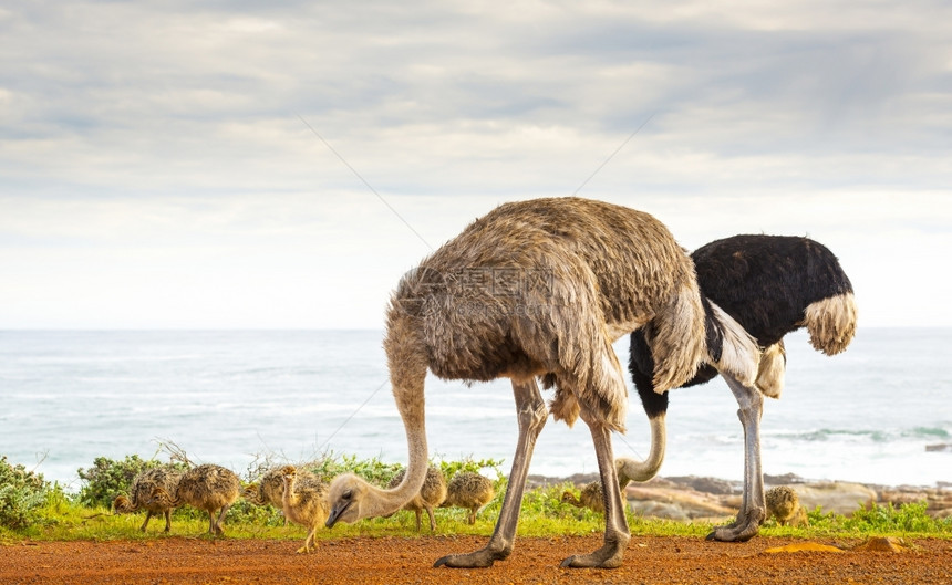 景观OstrichStruthioCamelus家族沿着南非角半岛的希望之走放牧自然图片