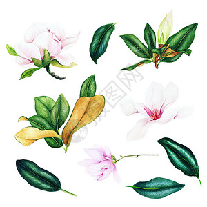 粉红木花和叶水彩色收集手工绘画图解设计要素玉兰美丽的植物群图片
