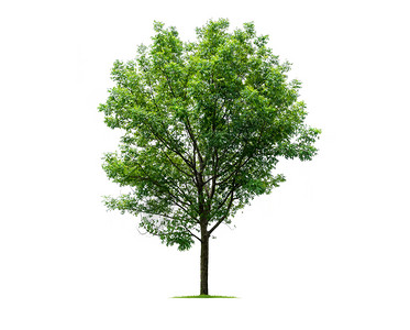 生态白色背景上隔离的树木用于设计并有剪切路径的热带树和花园叶子图片
