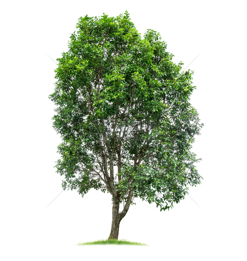 植物白色背景上隔离的树木用于设计并有剪切路径的热带树和老的绿化图片