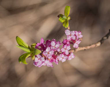 枝条在干草背景下用阳光照亮的粉红色花朵紧闭着梅泽里翁的光芒中场森林图片