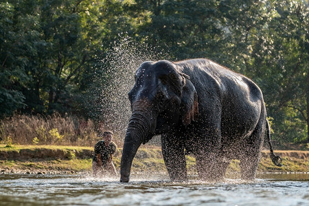 大象洗澡时泼水动物园驯象师野生动物图片