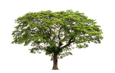 分支植物学白色背景上隔离的树木用于设计并有剪切路径的热带树和夏天图片