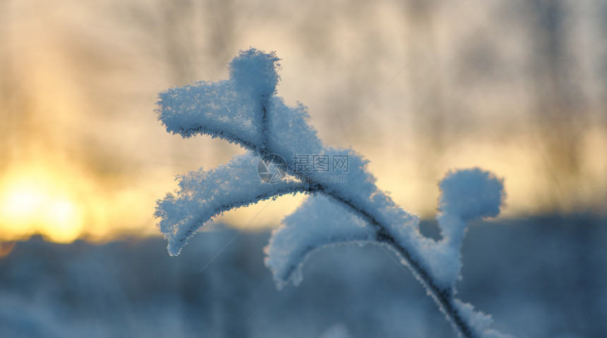 白色的冬季美丽圣诞风景雪树枝浅地深处的水户外芦苇图片