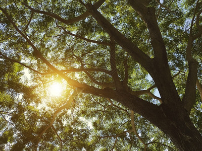 太阳环境森林仰望着树上在花园里阳光照耀图片