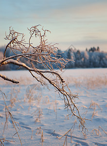 冬季美丽的圣诞风景雪树枝浅地深处的水圣诞节仙境冬天背景图片