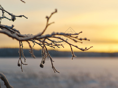 寒冷的冬季美丽圣诞风景雪树枝浅地深处的水日落分支图片