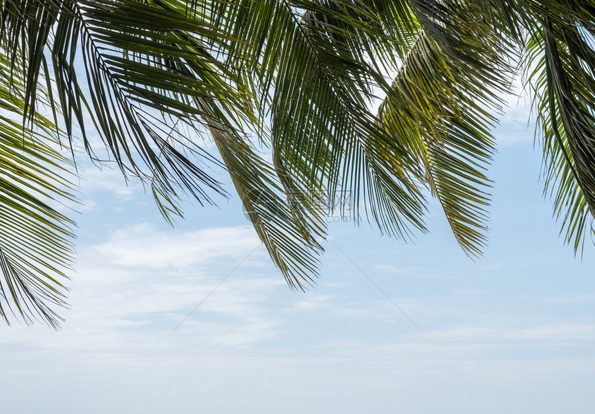 叶子新鲜椰框架清蓝的天空夏季靠近海边的洋树热图片