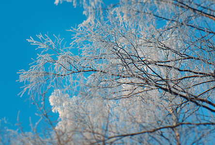 冬季美丽的圣诞风景雪树枝浅地深处的水雪花冷冻图片