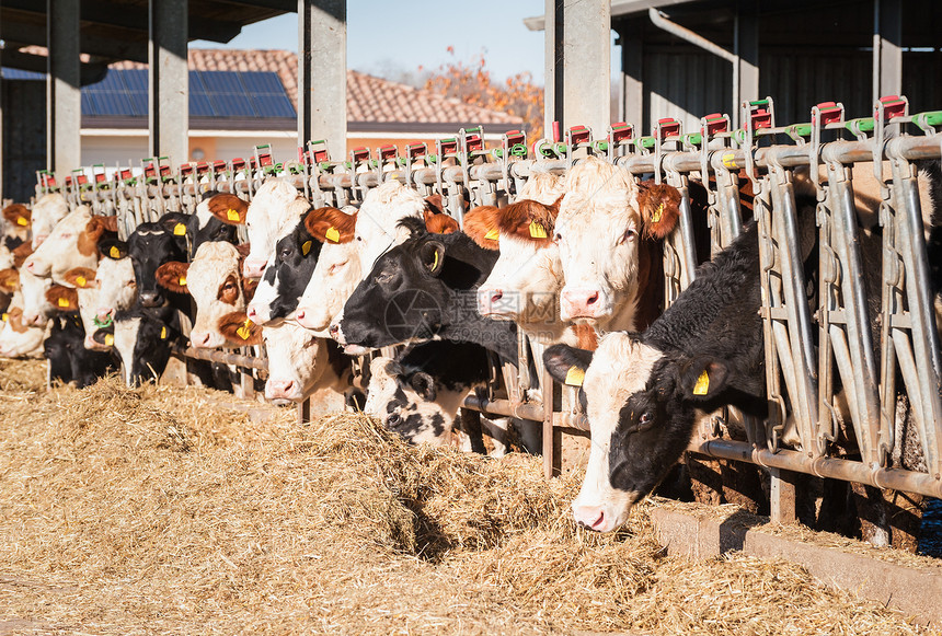 乡村场景农业许多牛在喂食时吃干草图片