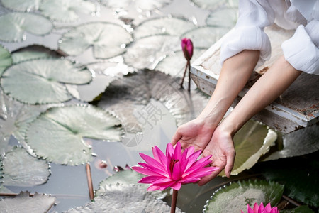 手触碰池塘中的莲花图片