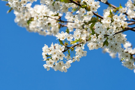 风景优美自然蓝天上的樱花春卉背景樱盛开蓝天上的樱花盛开绿色图片