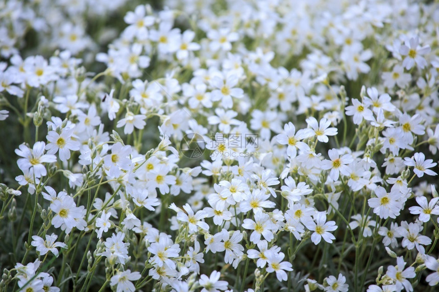 高山蛋白的花是Caryophyllcaceae家族的一种装饰植物环境群图片