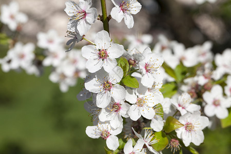白樱花盛开满大片的白色小樱花园枝条假期背景图片