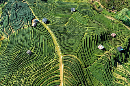 新鲜的绿色农田泰国清迈茶叶种植园的空中景象泰国清迈图片