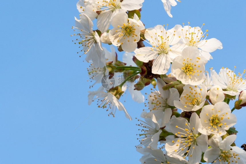 白色的季节蓝天上樱桃花朵春月本底的花朵在春天盛开的樱花朵图片