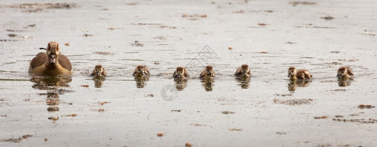 年轻的野生动物羽毛一个可爱的埃及鹅家庭一起游泳在湖边的一个上图片