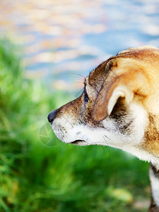 宠物鼻子每天在河边附近的悲伤狗户外肖像轮廓图片