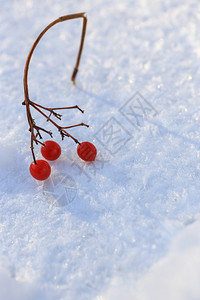 小枝冬天植物在雪中背景是红色黑莓图片