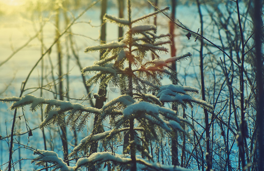 冬天蓝色的场景美丽圣诞风景雪地的枝子浅水深处图片