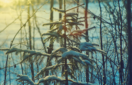 冬天蓝色的场景美丽圣诞风景雪地的枝子浅水深处图片