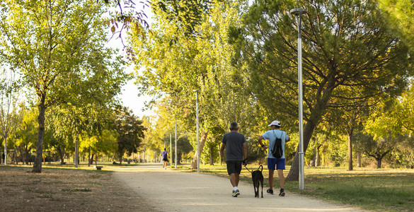 森林棕色的步行日落时两个男人和他们的狗在阳光明媚公园人行道上运动图片