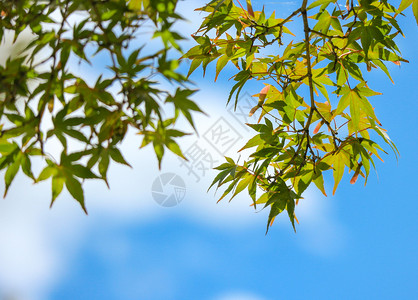 植物叶子蓝色天空背景的绿圆形叶新鲜图片